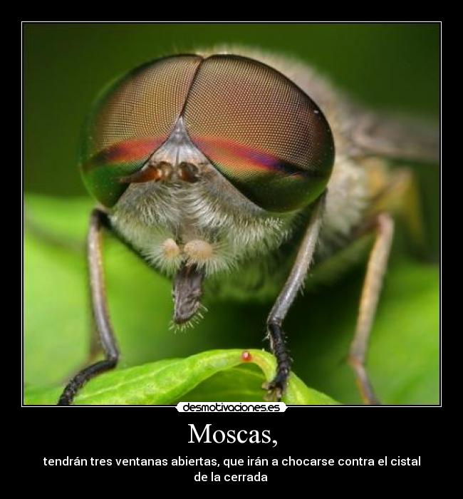 Moscas, -