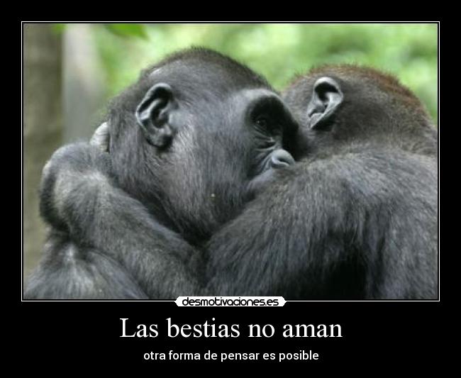 Las bestias no aman - 