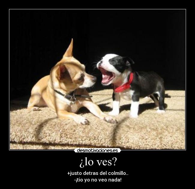 carteles perros desmotivaciones