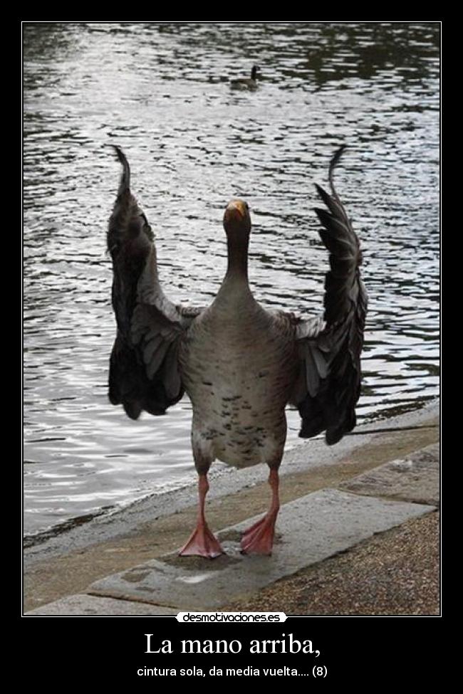 La mano arriba, - cintura sola, da media vuelta.... (8)