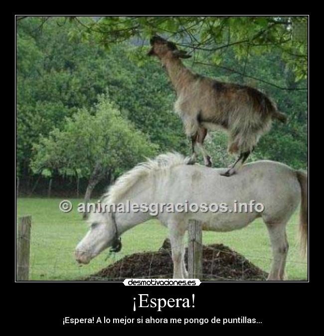 ¡Espera! - ¡Espera! A lo mejor si ahora me pongo de puntillas...
