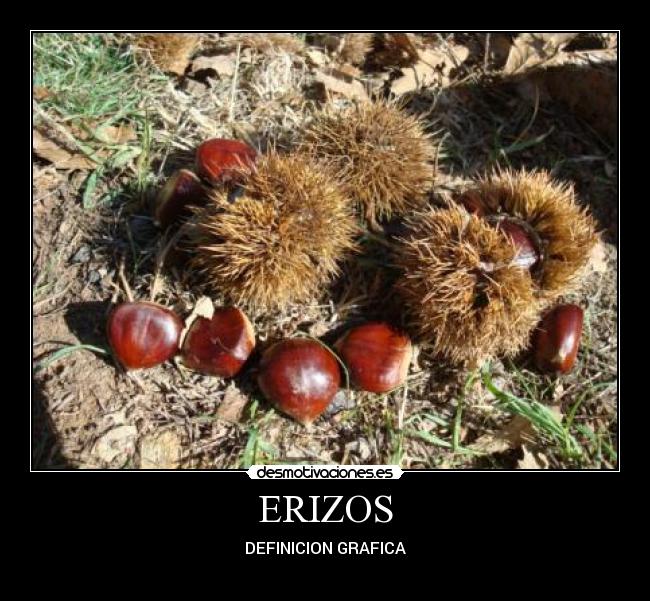 ERIZOS -
