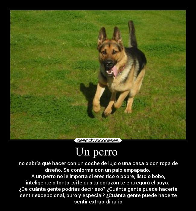 Un perro -