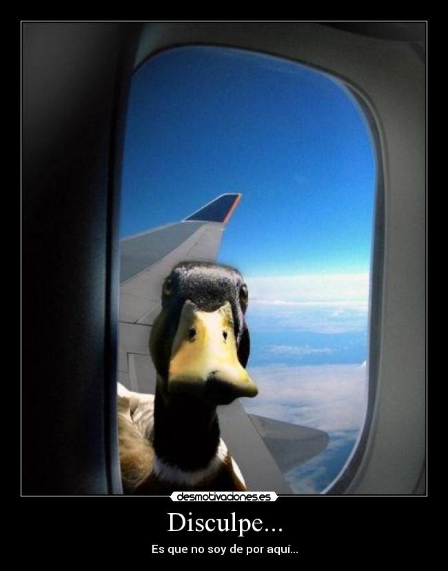 Disculpe... - 