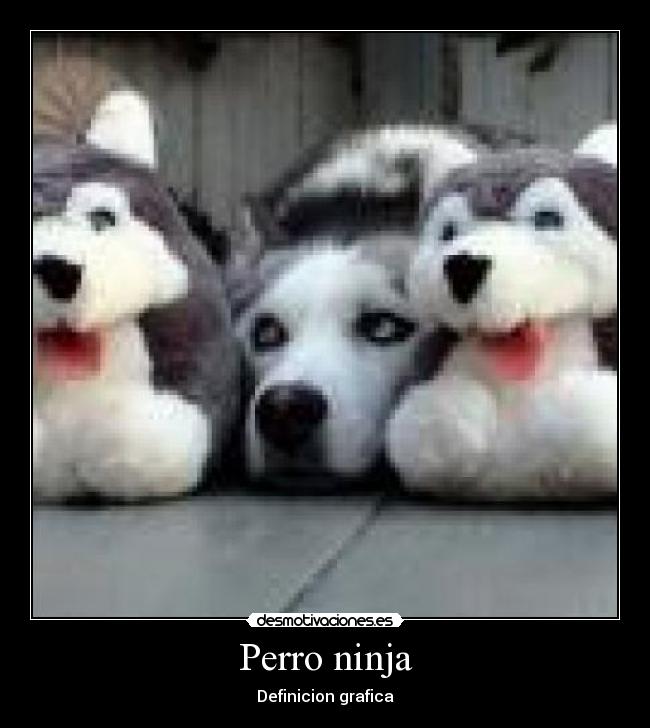 Perro ninja - 