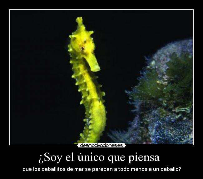¿Soy el único que piensa -