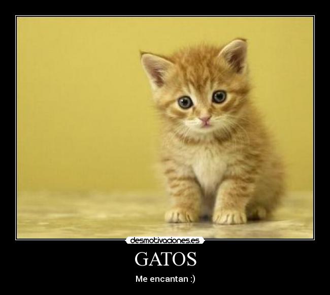 GATOS - 