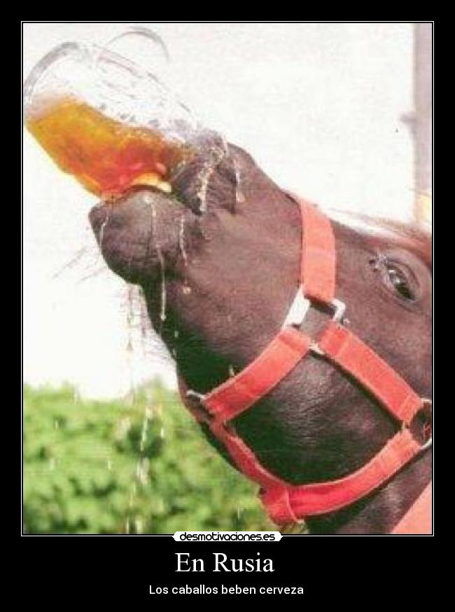 En Rusia - Los caballos beben cerveza