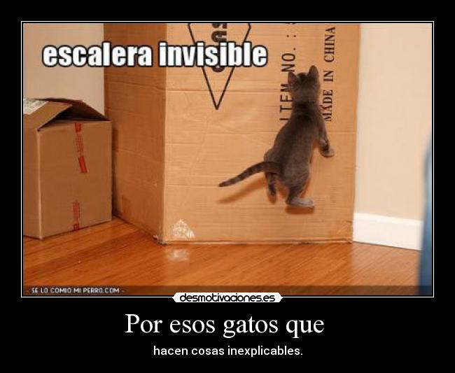 Por esos gatos que  - 