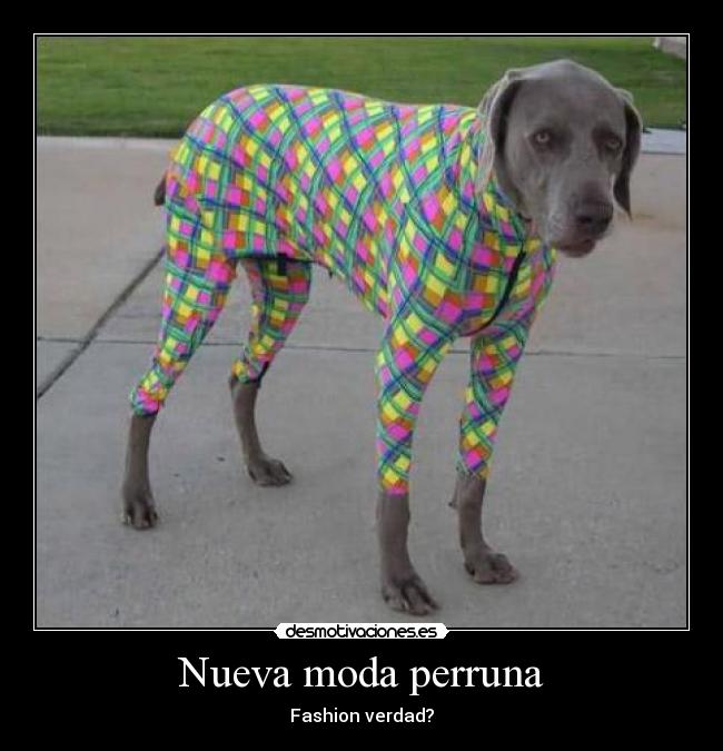 Nueva moda perruna - Fashion verdad?
