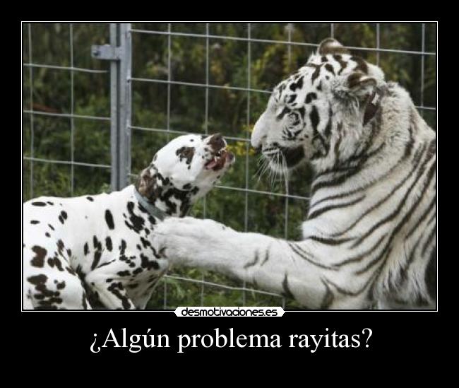 carteles perro tigre desmotivaciones