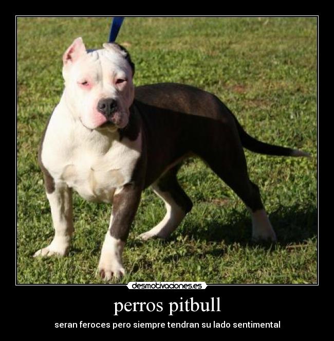 perros pitbull - 