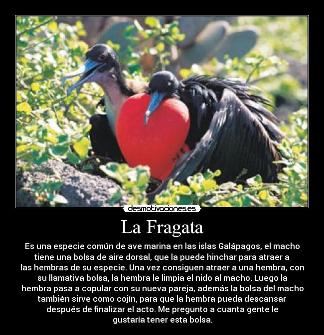 La Fragata - Es una especie común de ave marina en las islas Galápagos, el macho
tiene una bolsa de aire dorsal, que la puede hinchar para atraer a
las hembras de su especie. Una vez consiguen atraer a una hembra, con
su llamativa bolsa, la hembra le limpia el nido al macho. Luego la
hembra pasa a copular con su nueva pareja, además la bolsa del macho
también sirve como cojín, para que la hembra pueda descansar
después de finalizar el acto. Me pregunto a cuanta gente le
gustaría tener esta bolsa.