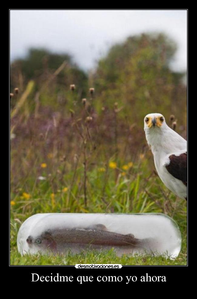 Decidme que como yo ahora -