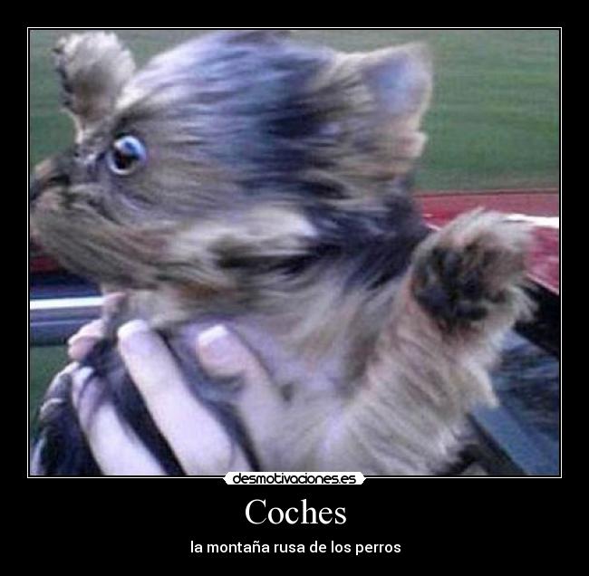 Coches - la montaña rusa de los perros