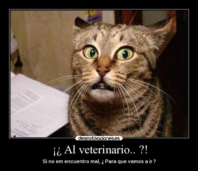 ¡¿ Al veterinario.. ?! - Si no em encuentro mal, ¿ Para que vamos a ir ?
