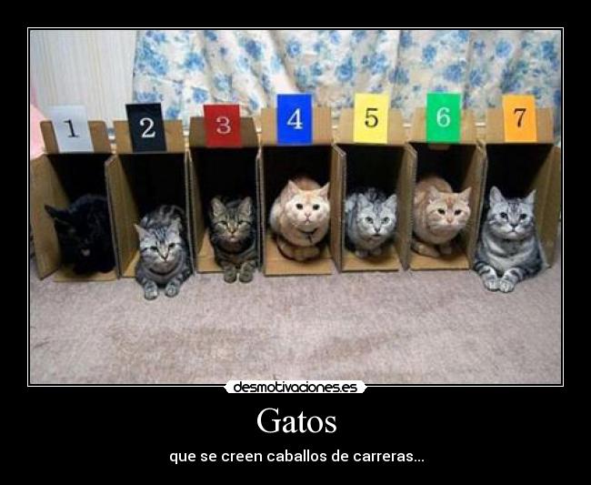 Gatos - que se creen caballos de carreras...