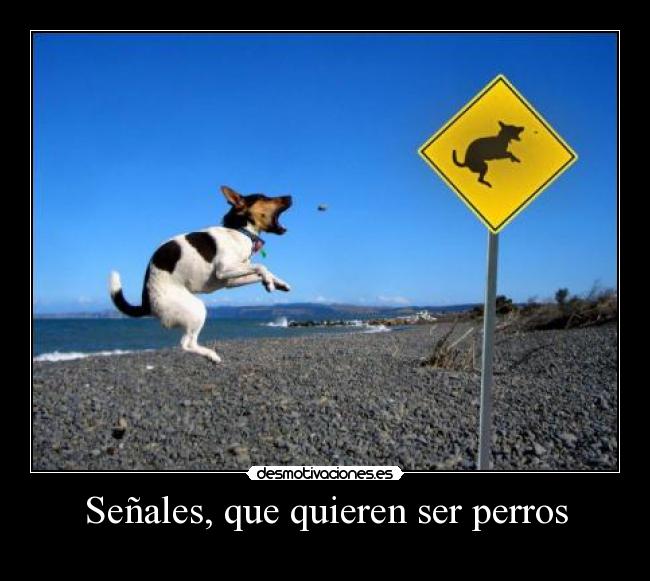 Señales, que quieren ser perros -
