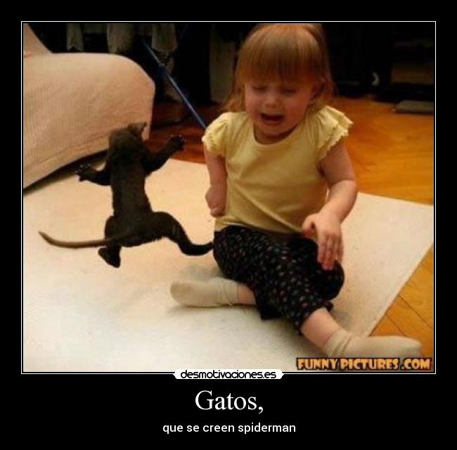 carteles gatos gib desmotivaciones