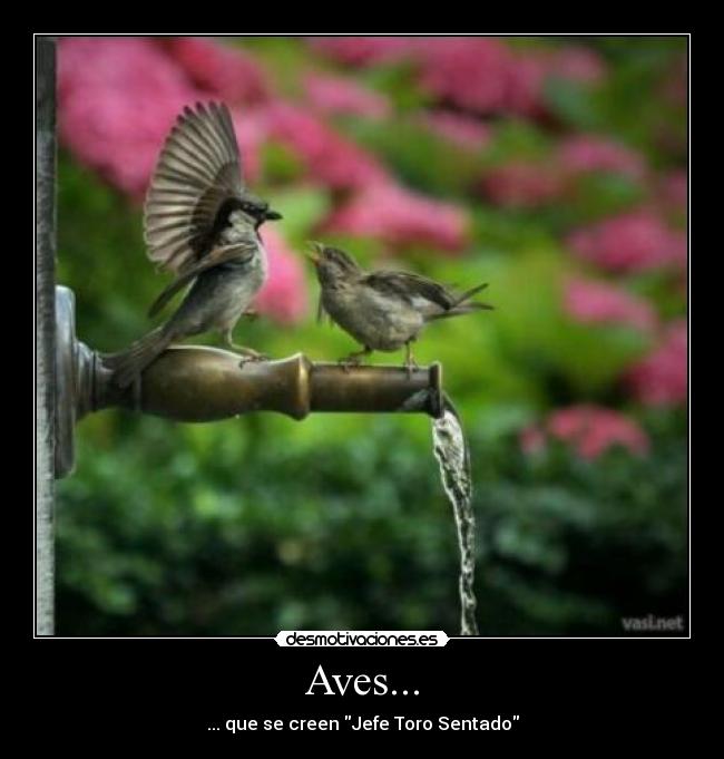 Aves... -