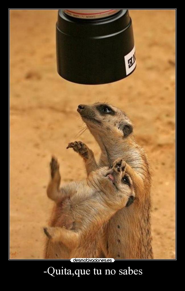 carteles quita que sabes suricato desmotivaciones