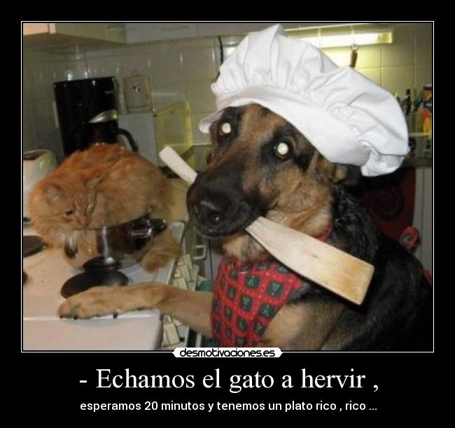 - Echamos el gato a hervir , - esperamos 20 minutos y tenemos un plato rico , rico ...