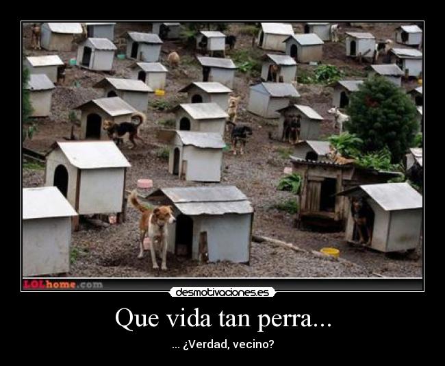 Que vida tan perra... -