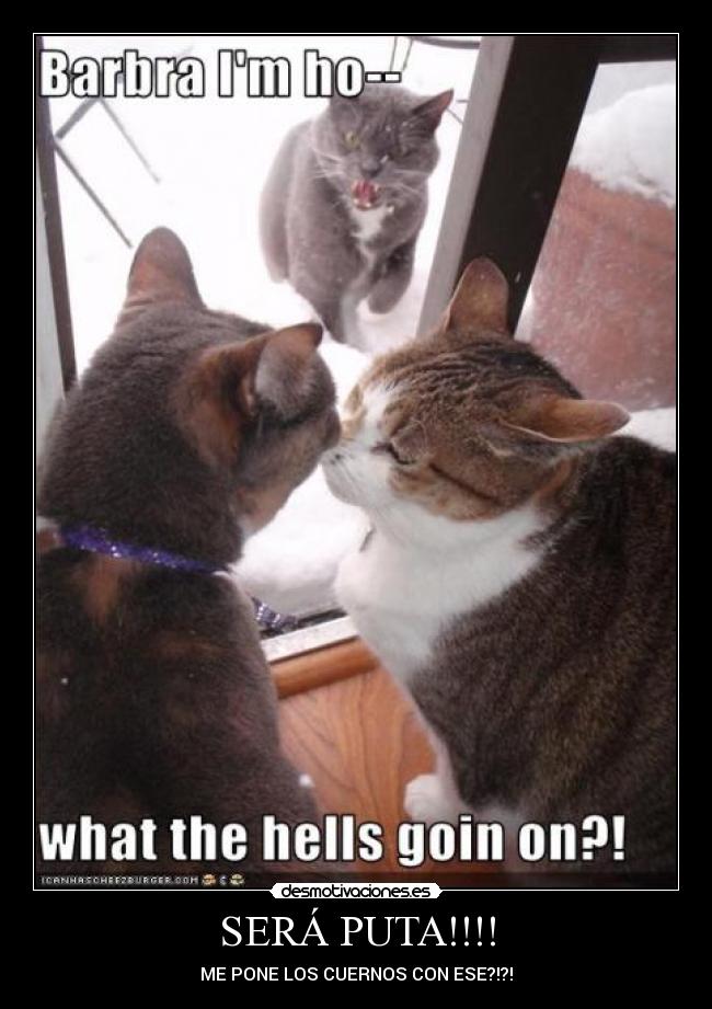 SERÁ PUTA!!!! - ME PONE LOS CUERNOS CON ESE?!?!