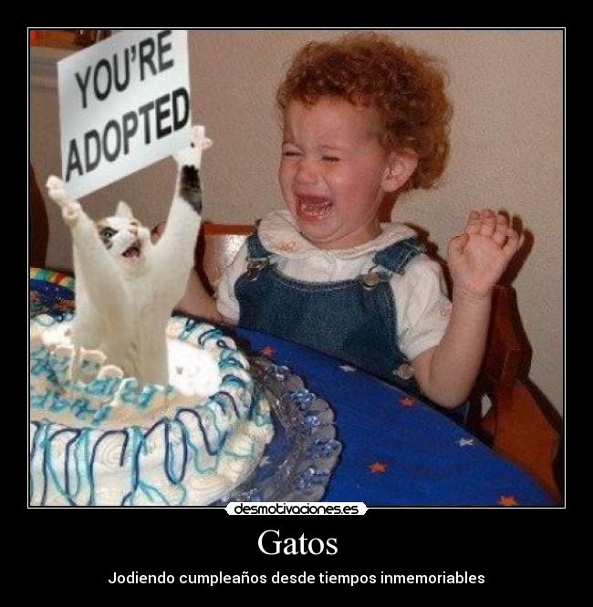Gatos -