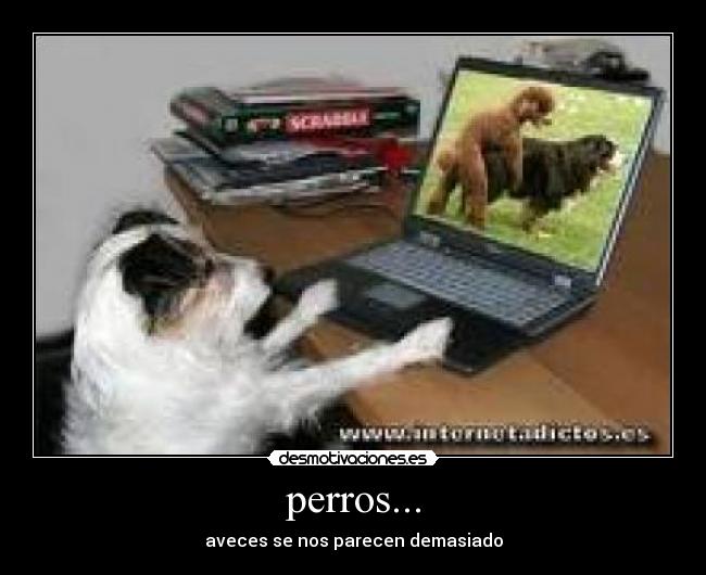 perros... -
