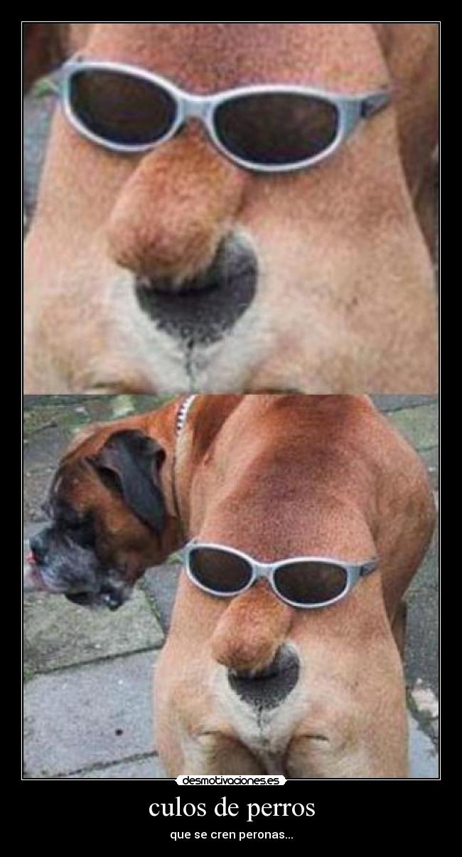 culos de perros - 