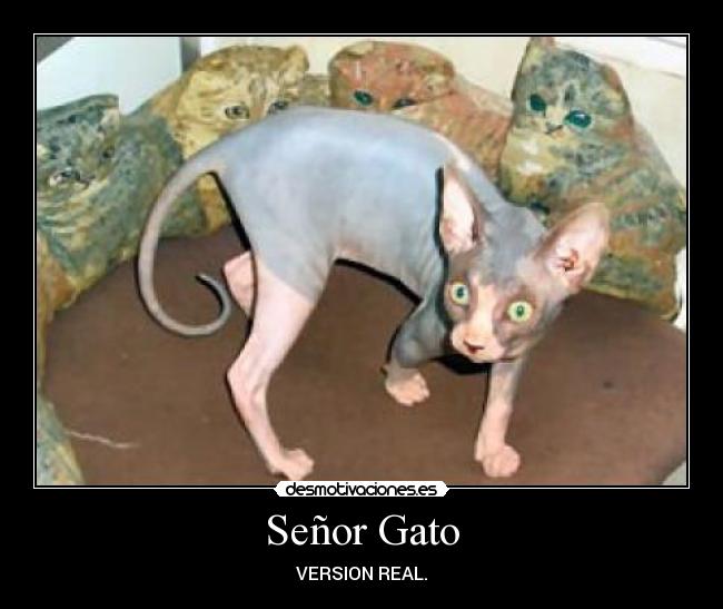 Señor Gato - 
