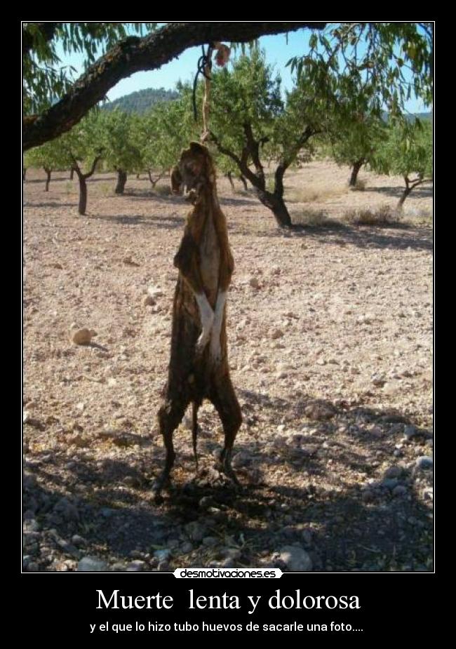Muerte lenta y dolorosa -