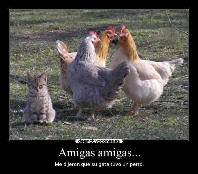 Amigas amigas... - Me dijeron que su gata tuvo un perro.