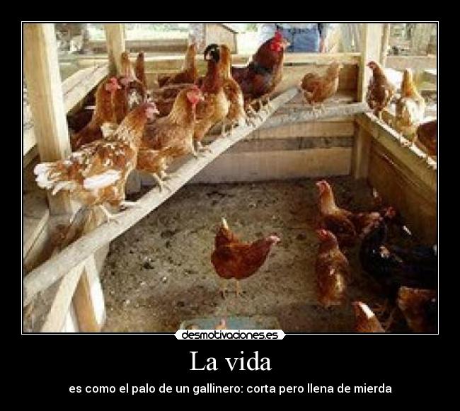 La vida - es como el palo de un gallinero: corta pero llena de mierda