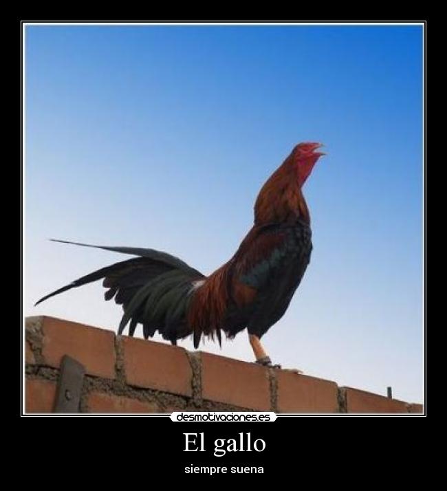 El gallo - 