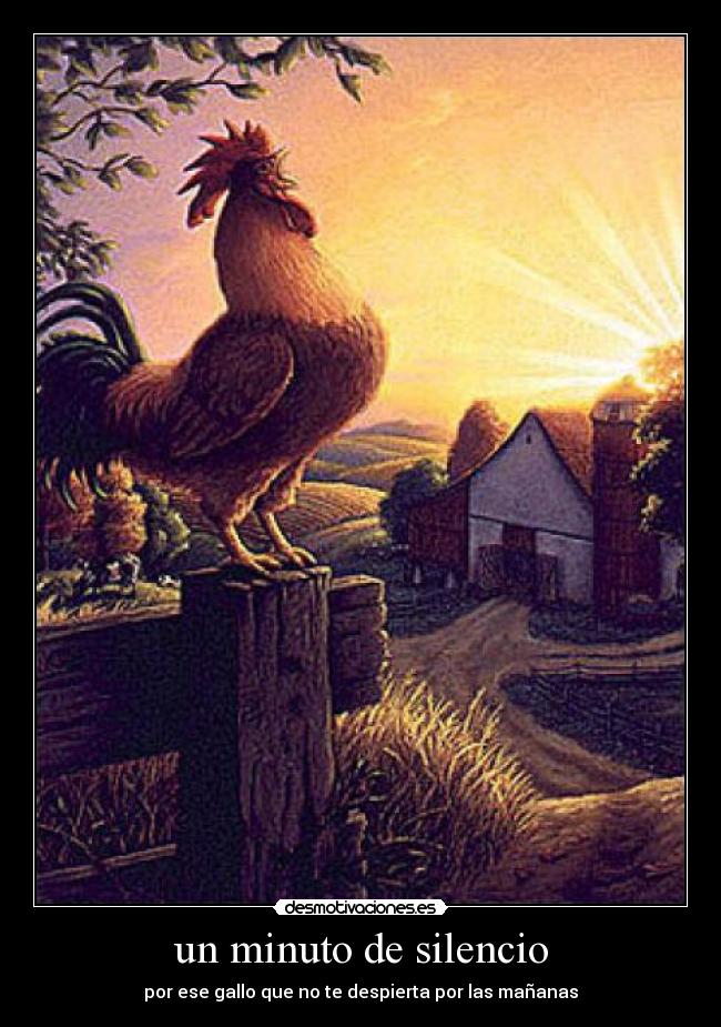 un minuto de silencio - por ese gallo que no te despierta por las mañanas