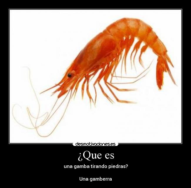 ¿Que es - una gamba tirando piedras?
Una gamberra