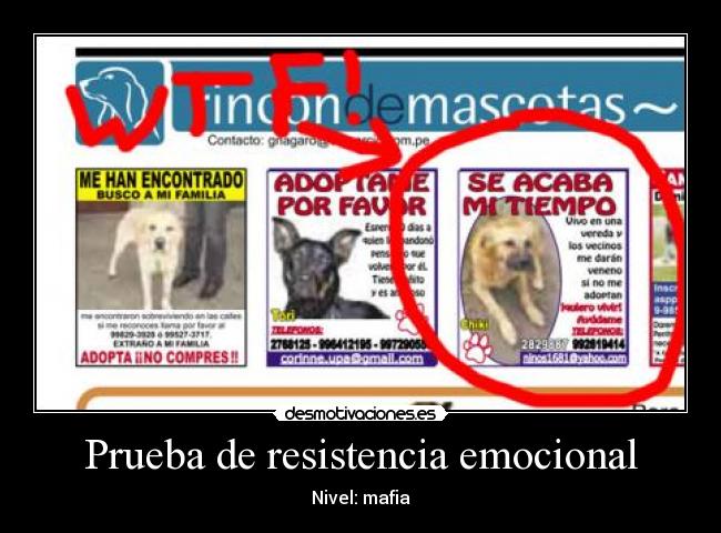 Prueba de resistencia emocional - Nivel: mafia