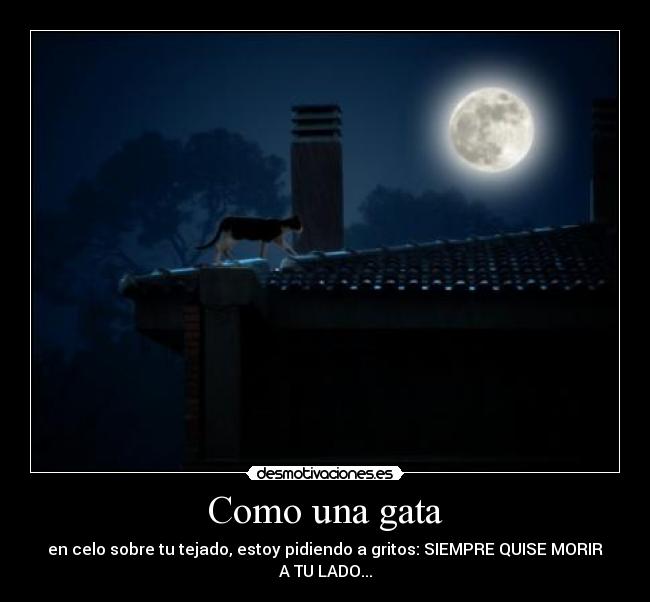carteles gato tejado rapsusklei soledad desmotivaciones