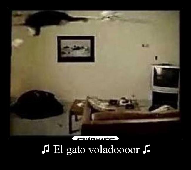 ♫ El gato voladoooor ♫ - 
