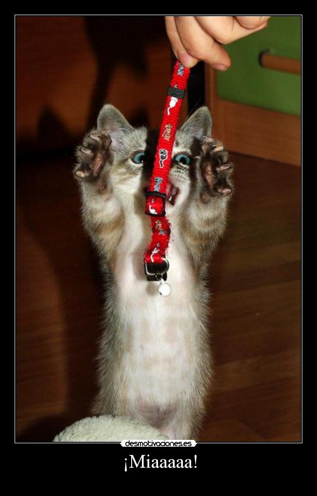 ¡Miaaaaa! -