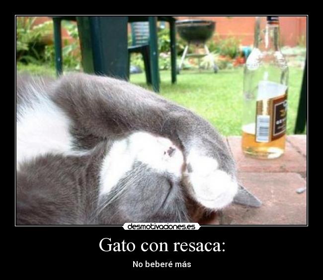 Gato con resaca: - No beberé más