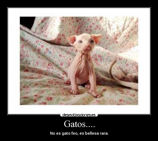 Gatos.... - No es gato feo, es bellesa rara.