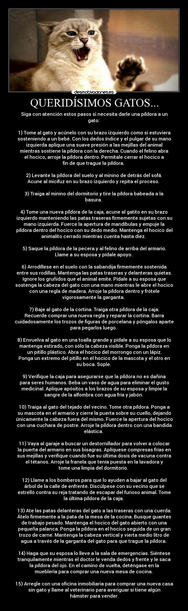 QUERIDÍSIMOS GATOS... - 