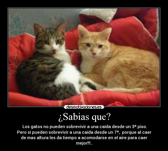 ¿Sabias que? - Los gatos no pueden sobrevivir a una caída desde un 3º piso.
Pero si pueden sobrevivir a una caída desde un 7º, porque al caer
de mas altura les da tiempo a acomodarse en el aire para caer
mejor!!!..