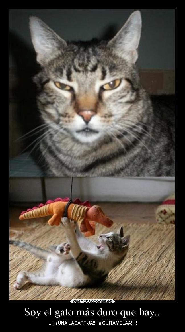 Soy el gato más duro que hay... - ... ¡¡¡ UNA LAGARTIJA!!! ¡¡¡ QUITAMELAA!!!!!
