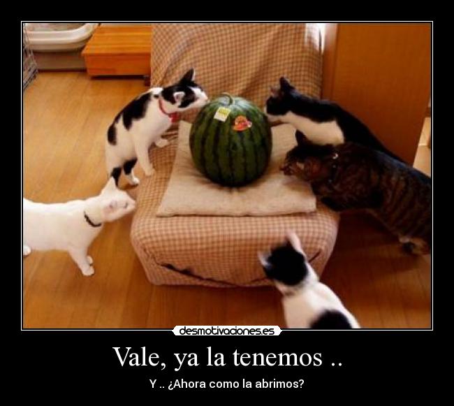 carteles sandia gatos desmotivaciones