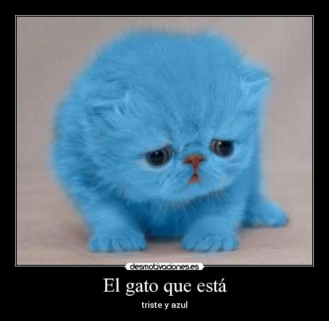 carteles gato triste desmotivaciones