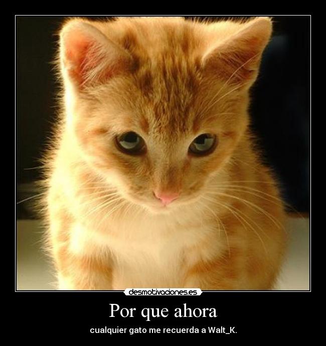 Por que ahora - cualquier gato me recuerda a Walt_K.